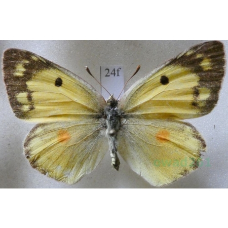 Colias erate (Esper, 1805) female Szlaczkoń erate Czech24f